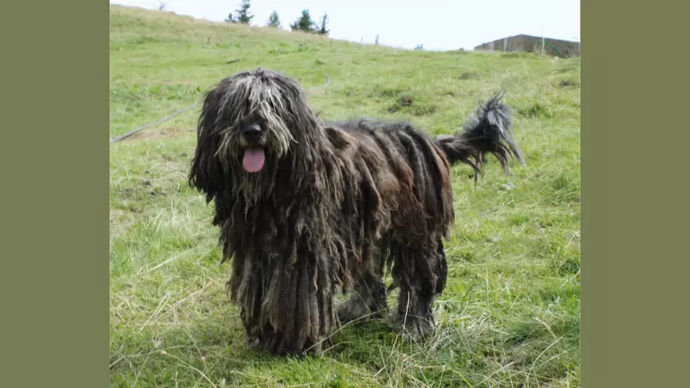 bergamasco shepherd