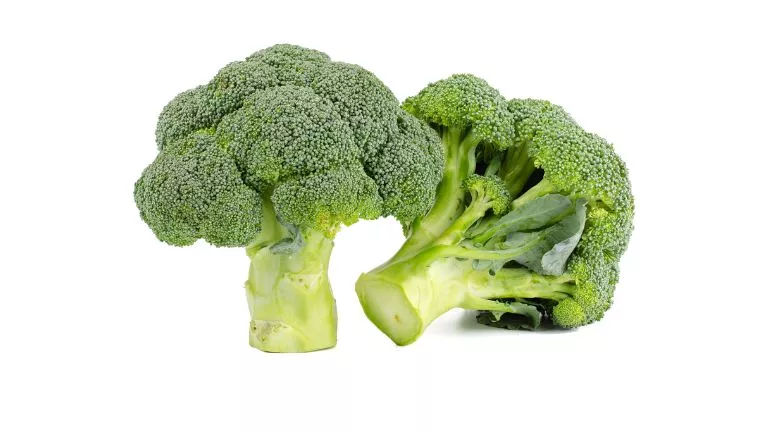 broccoli a cruciferous powerhouse