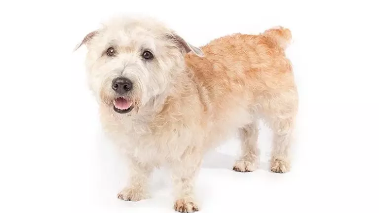 Glen of Imaal Terrier