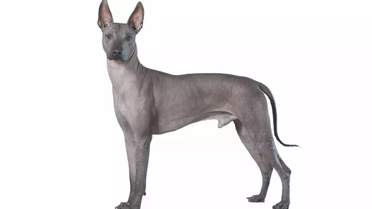 Xoloitzcuintli