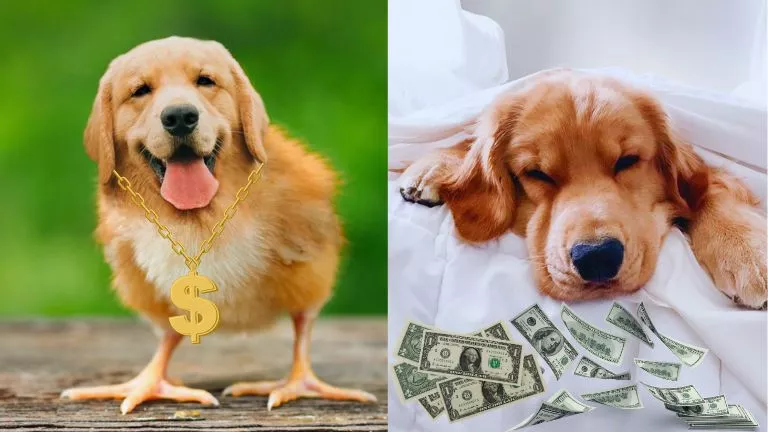 Meet Tucker Budzin: A Dog Who Stole Hearts and Made Millions of Dollars on Social Media