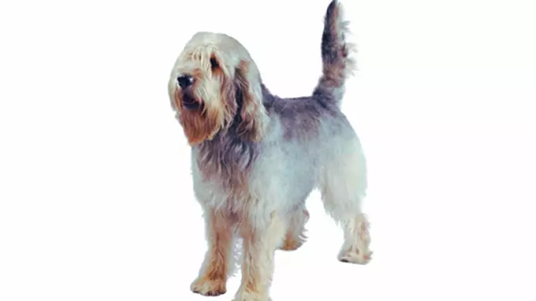 otterhound dog