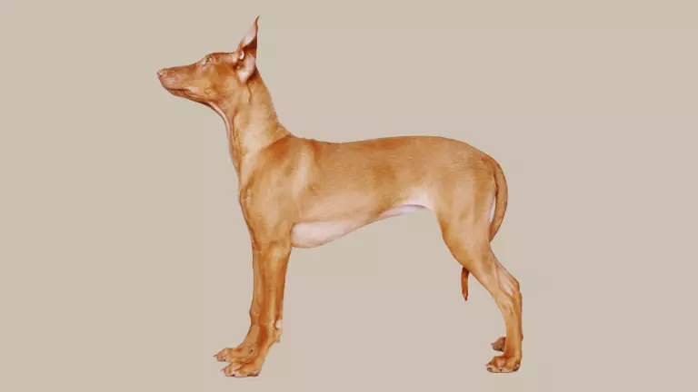 pharaoh hound