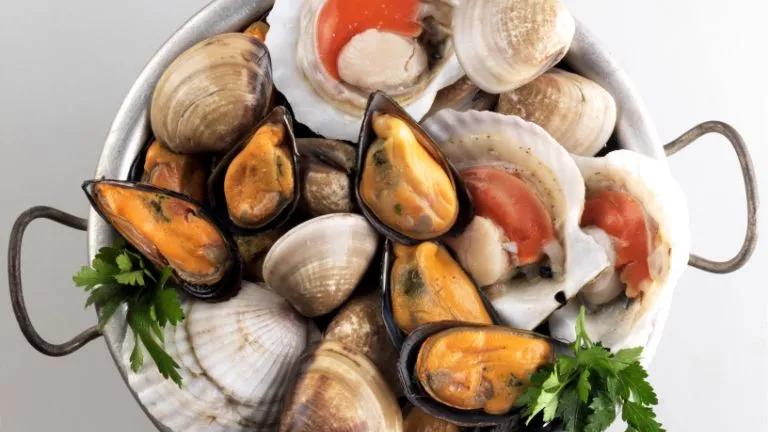 shellfish a seafood source of immunity