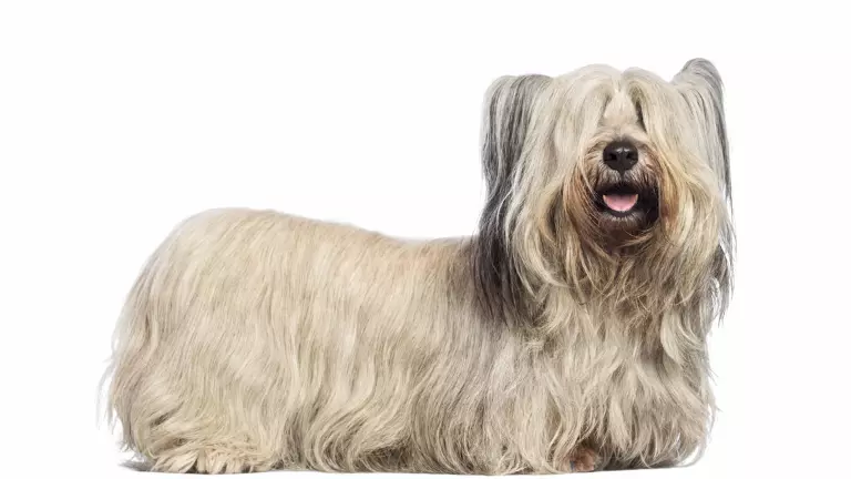 skye terrier