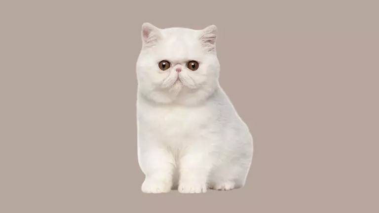 the exotic shorthair teddy bears in cat form