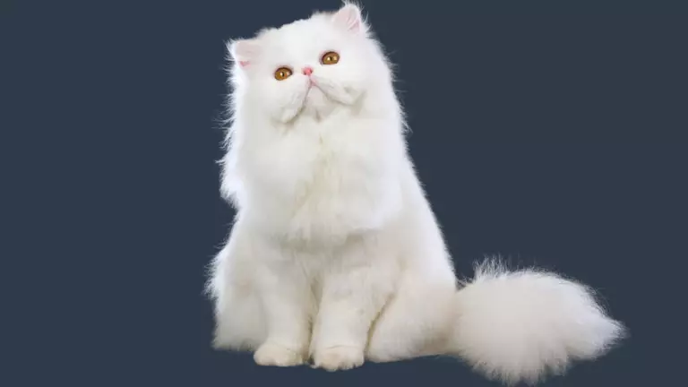the persian cat elegance and fluff