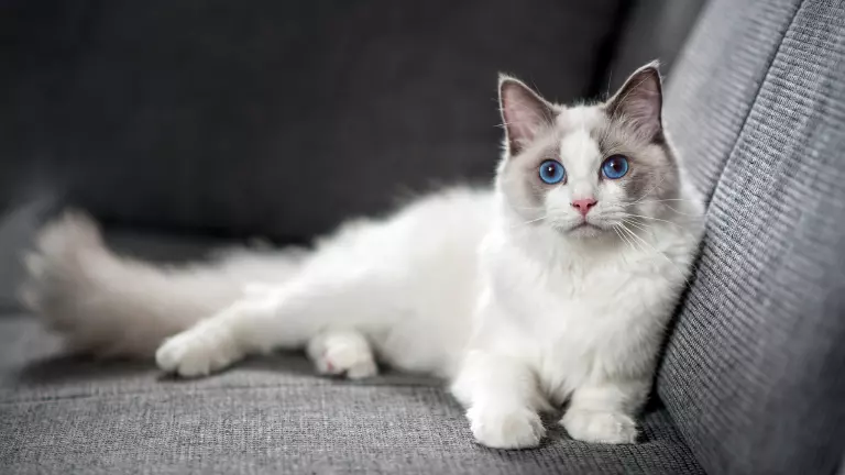 top 10 cutest cat breeds
